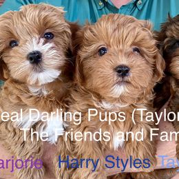Companion Crosses, Mal-Shis, Maltipoos, and Morkies from Real Darling Pups