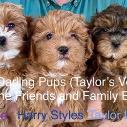 Companion Crosses, Mal-Shis, Maltipoos, and Morkies from Real Darling Pups