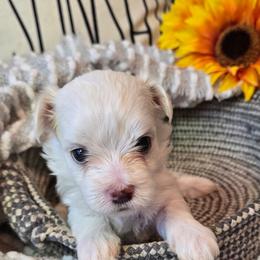 Maltese Puppies from Vegas Maltese