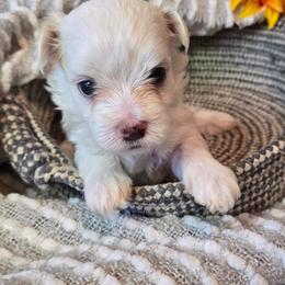 Maltese Puppies from Vegas Maltese
