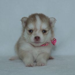 Mira - Red and white female Pomsky puppy in Clarkston, Utah from Red Rock Ranch Breeders