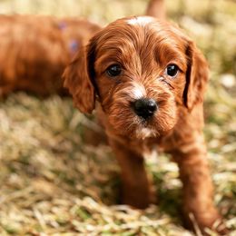 Cavapoo Puppies from Cedar Sprout Puppies