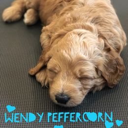 Goldendoodle Puppies from Dapper Doodles of Tennessee