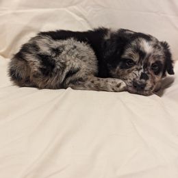 Boy 1 - Blue merle Miniature Australian Shepherd puppy in Sanger, California from A&M Australian Shepherds