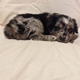 Boy 1 - Blue merle Miniature Australian Shepherd puppy in Sanger, California from A&M Australian Shepherds
