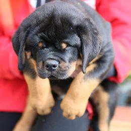 Rottweiler Puppies from Midnight Rottweilers