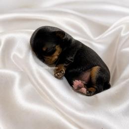 AKC Leo - Black and tan male Yorkshire Terrier puppy in Powder Springs, Georgia from Twinkle Paws Frenchies and Yorkies
