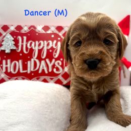 Dancer-Blue Boy - Red  male Goldendoodle puppy in Lewisville, Texas from Zink Doodles