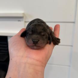 Midnight - Merle male Cavapoo puppy in Grand Blanc, Michigan from Halsey Poodles and Doodles