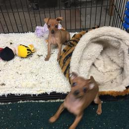 Miniature Pinscher puppies from Whitehouse Kennel,  Judith White