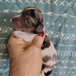 Girl 1 - Dapple female Dachshund puppy in Clayton, Indiana from Love Struck Miniature Dachshunds