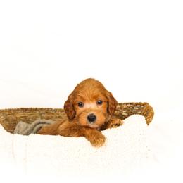 New York aka York - Red  male Goldendoodle puppy in Cleveland, Georgia from The O.G. Doodles