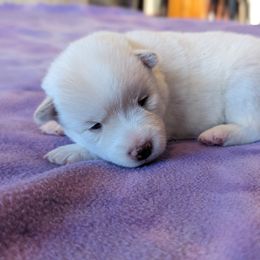 Pomsky Puppies from Valparaiso Pomskys