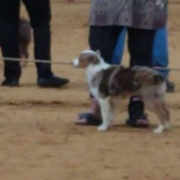 Kactus - Miniature Australian Shepherd