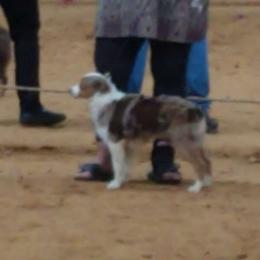 Kactus - Miniature Australian Shepherd
