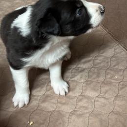 Border Collie Puppies from Roaring River Border Collies