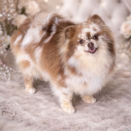 Montana - Pomeranian