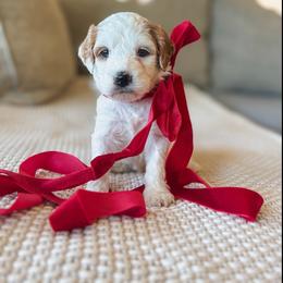 Latte - Parti female Goldendoodle puppy in New Harmony, Indiana from Cottonwood Farms