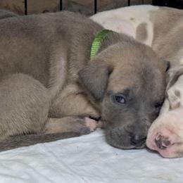 Goldberry - Blue female Great Dane puppy in Citra, Florida from AEW Farm