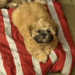 Shih Tzu Puppies from Shih-tzu Dynasty