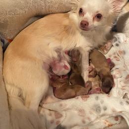 Chihuahua puppies from Pikanoo Pups