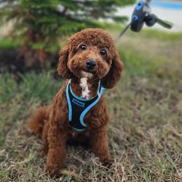 Bernedoodles, Goldendoodles, and Poodles from Beach Doodles