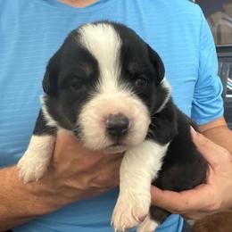 Black tri girl -white blaze - Black tri-color female Australian Shepherd puppy in Nezperce, Idaho from Willow Creek Farm