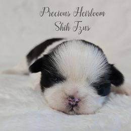 Girl 2 - Black and white female Shih Tzu puppy in Enid, Oklahoma from Precious Heirloom Shih Tzus