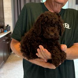 Brownie - Brown male Poodle puppy in Wentworth, South Dakota from PaintersPreciousPoodles