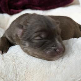 Male 2 - Red and white male Siberian Husky puppy in Coshocton, Ohio from Wyant Farms