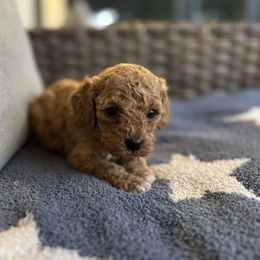 Lucy - Red female Cavapoo puppy in Oklahoma from Whiteley Cavapoos & Dachshunds