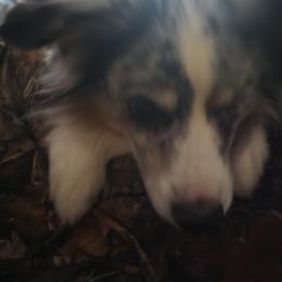 Miniature Australian Shepherd All Grown Up from Candice Stenka