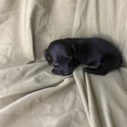 Boy 3 - Black male Dachshund puppy in Richwood, West Virginia from Wild and Wonderful Wieners