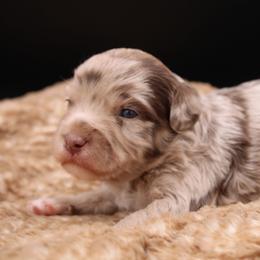 Jelly Belly - Chocolate brindle male Havapoo puppy in Hendersonville, North Carolina from Grayfinn House