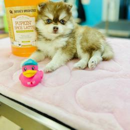 Girl 1 - Chocolate female Pomsky puppy in Yavapai County, Arizona from Pawsh Pomskies