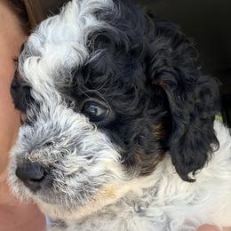 Girl 3 (black-white) - Black and white female Bernedoodle puppy in Grandview, Texas from Big Sky Bernedoodles