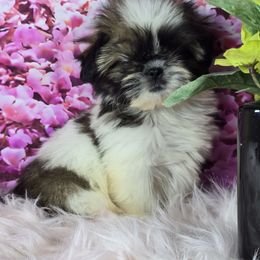 Luna - Tricolor female Shih Tzu puppy in Hialeah, Florida from Shih Tzu Miami