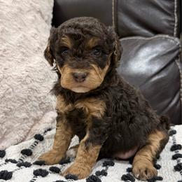 Jolene - Red tri-color female Aussiedoodle puppy in Heber City, Utah from Junipersdoodles