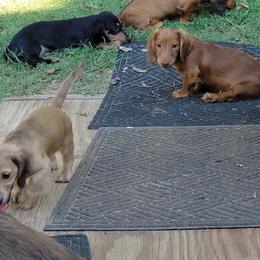 Dachshund Puppies from CLARK'S BREEDING PROGRAM
