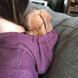 Dachshund Puppies from Dachshund Universe