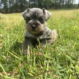 Atlas - Salt and pepper male Miniature Schnauzer puppy in Jayess, Mississippi from Barbara Clark