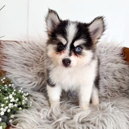 Moo Moo - Black and white female Pomsky puppy in La Verne, California from Red Cedar Pomskies