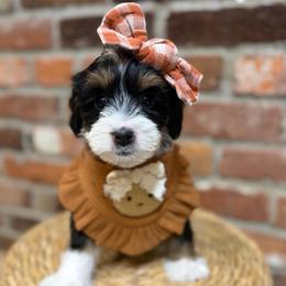 Meg - Tri-color female Bernedoodle puppy in Snohomish, Washington from Refined Doodles