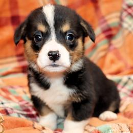 Sauk - Black and tan male Pembroke Welsh Corgi puppy in Akeley, Minnesota from Northwynd Corgis