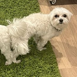 Maltese from Pure Breed Maltese puppies by Harmony