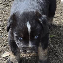 Crash - Black tri-color male Australian Shepherd puppy in Three Rivers, Michigan from Mitten Australian Shepherds