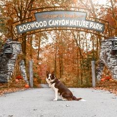 Bordoodle Puppies from 2J 2K Bordoodles