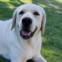 Willow - Labrador Retriever