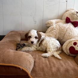 Frost - Blenheim male Cavapoo puppy in Sugarcreek, Ohio from True Hearted Doodles