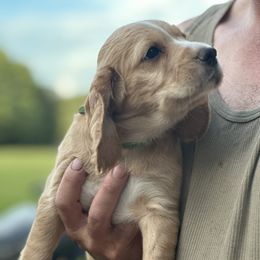 Jolene - Golden English Cocker Spaniel puppy in Morriston, Florida from Serendipity English Field Cockers